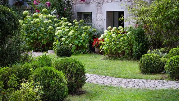 Traumgarten in Weimar: Hortensien und Buxbäume wachsen in einem Garten, im Hintergrund steht ein Haus.