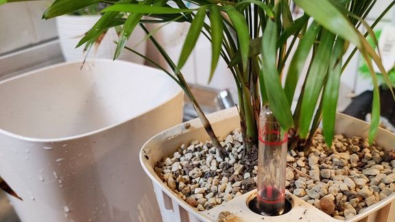 Eine Topfpflanze in einem Innentopf mit Wasserstandsanzeiger.