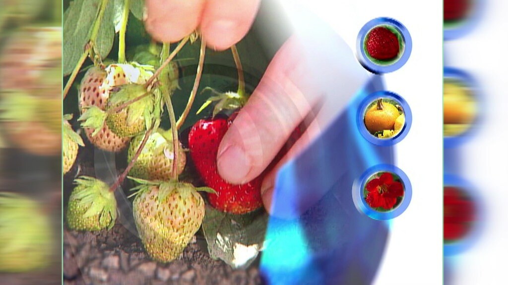 Die Erste Mdr Garten Sendung Vom 01 08 2000 Mdr De