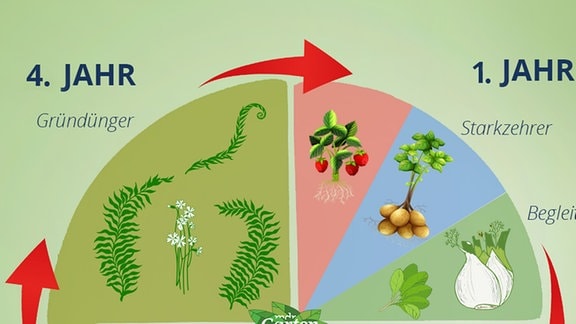 Grafik: Kreisdiagram das den Pflanzenwechsel in vier Jahren grafisch darstellt.  Vierfelderwirtschaft im Jahresverlauf