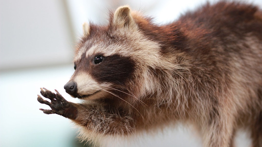 Waschbär Im Garten / Waschbarkot Im Garten So Erkennen Sie