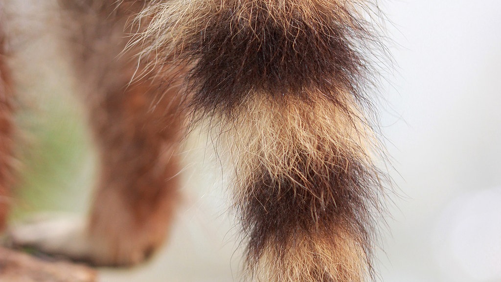 Waschbär Im Garten Anzeichen / Hilfe Was Tun Waschbaren Am