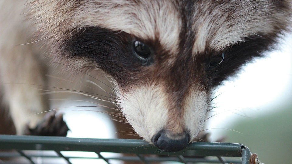 Waschbär: Lässt er sich aus dem Garten vertreiben?