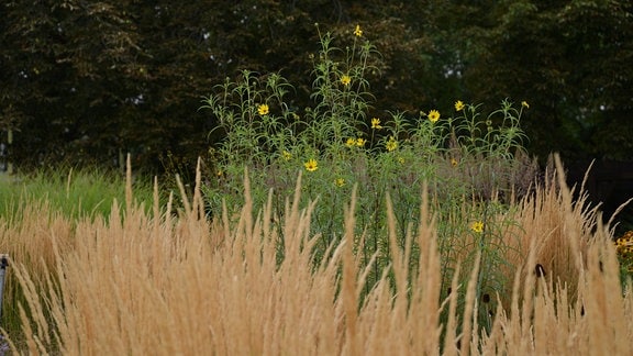 Gräser hinter denen hochwachsende kleine Sonnenblumen wachsen