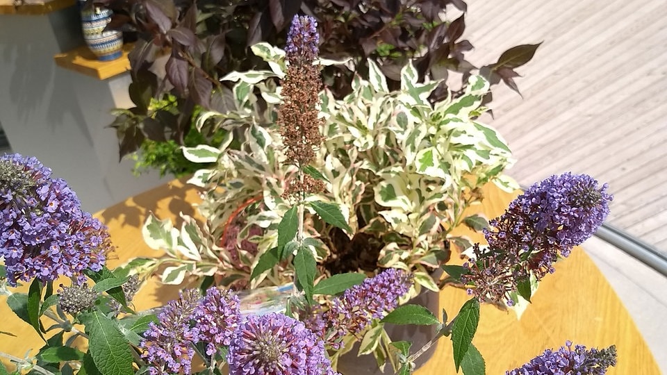 Diese winterharten Gehölze haben auf jedem Balkon Platz MDR.DE