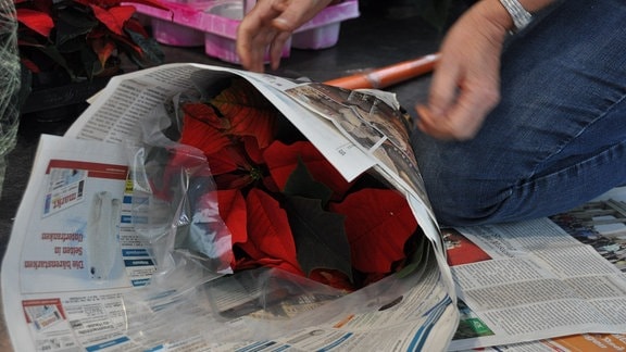 Eine Pflanze mit roten Blütenblättern wird in Zeitung eingerollt.  