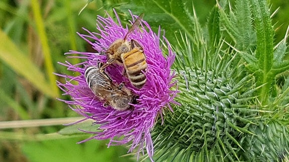 Zwei Wildbienen sitzen auf einer Distelblüte 