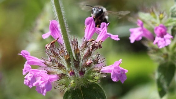 Biene fliegt auf die Blüte des Ziest. 