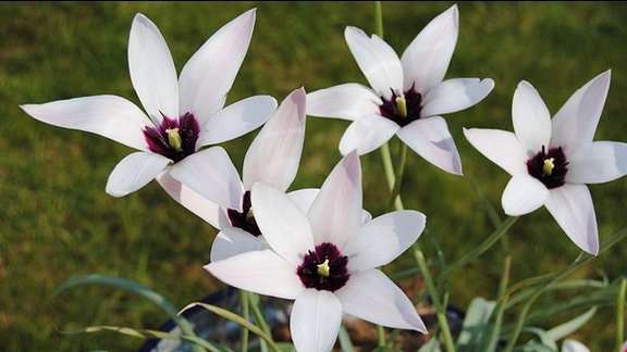 Weiße, sternförmige Tulpen mit dunklem Fleck in der Mitte der Blüte