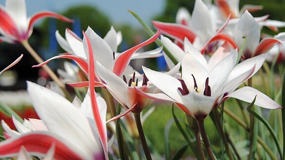 Weiß-rot blühende Tulpen mit weit geöffneten Blüten