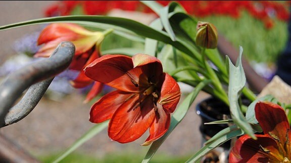 Dunkelrot blühende Tulpen