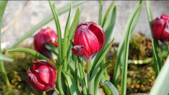 Kleine Tulpen mit rot-violetten Blüten
