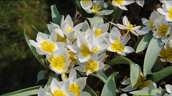 Kleine Tulpen mit weiß-gelben Blüten in einem Gefäß