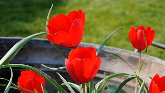 Rot blühende Tulpen