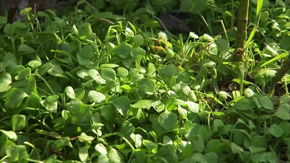 Eine krautige Pflanze von niedrigem Wuchs mit hellgrünen, herzförmigen, fleischigen Blättern, die auch Tellerkraut oder Postelein genannt wird