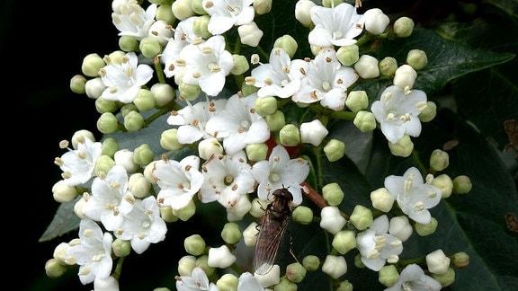 Bereits im zeitigen Frühjahr treibt der Winterschneeball seine weißen Blüten aus, und schon das eine und andere Insekt wird vom Duft angelockt.