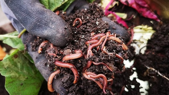 Eine Hand hält Erde mit vielen Würmern.  