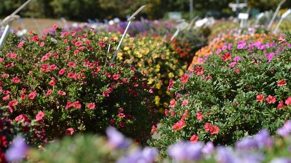 Viele Blumenkübel, die mit bunten Calibrachoa bepflanzt sind. 