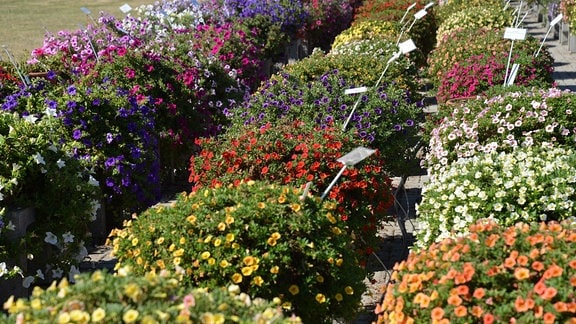 Viele Blumenkübel, die mit bunten Calibrachoa bepflanzt sind. 