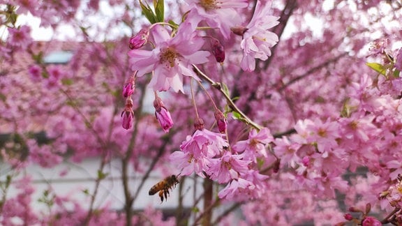 Bienen freuen sich über die Blüten der Zierkirsche.