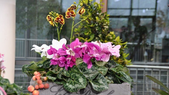 Alpenveilchen mit weißen und verschieden rosafarbigen Blüten und Orchidee mit rot-gelben Blüten in einer grauen Holzkiste. Auf der Kiste steht in dunkler, kursiver Schrift: Soft Drinks.  