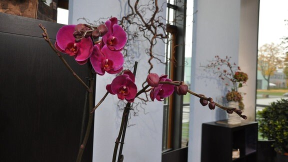 Nahaufnahme von pinke Blüten einer Orchidee.  