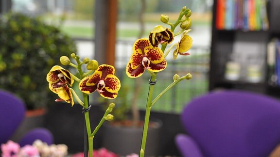 Gelb-braune Blüten einer Orchidee in der Nahaufnahme.  