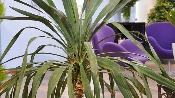 Was Mach Ich Mit Einer Verblühten Amaryllis Zimmerpflanzen pflegen im Winter | MDR.DE