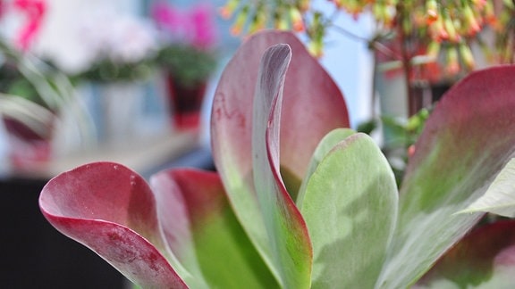 Ausschnitt einer Pflanze mit dicken, grünen Blättern, die sich am Rand rötlich färben