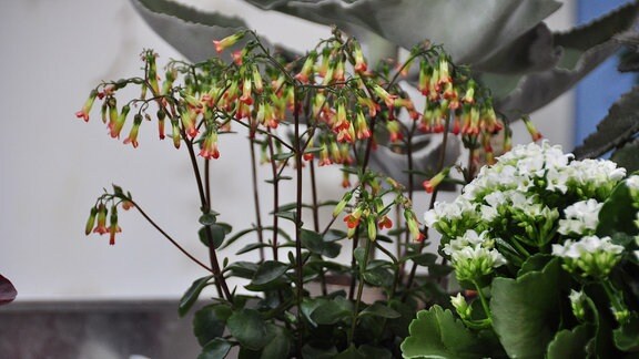 zwei verschiedenen Kalanchoe-Arten stehen hintereinander - eine ist weißblütig, die andere trägt rot-gelbe Blüten
