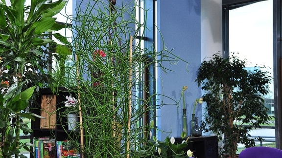 eine grüne Pflanze, die aussieht als würde sie aus einzelnen Stäben bestehen, steht in einem Raum