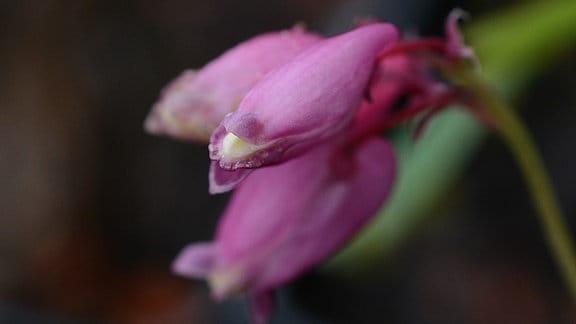 rosarote Blüte der Zwerg-Herzblume 