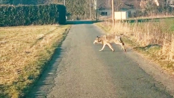 ein Wolf läuft über eine Straße