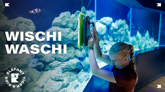 Ein Mädchen beim Putzen einer Aquariumsglasscheibe.