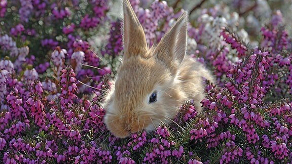 Kleiner brauner Hase versteckt sich in einer blühenden Heidekraut Pflanze