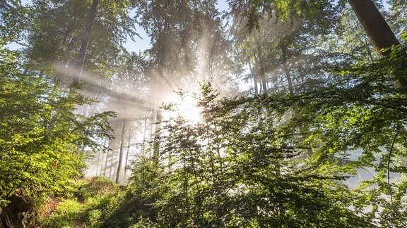 Buchen-Mischwald bei Morgennebel mit Sonne