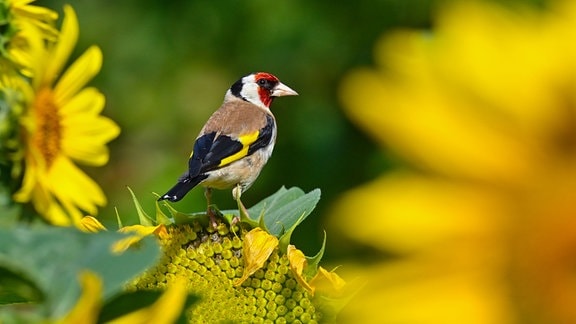 Ein Stieglitz (Carduelis carduelis), auch Distelfink genannt, steht auf einer blühenden Sonnenblume in einem Garten.