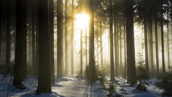 Verschneiter Tannenwald mit Sonne