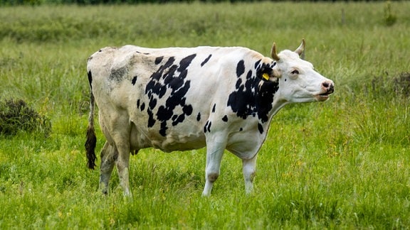 Eine Kuh auf einer Weide