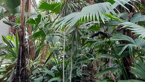 Diese Palmen hat Heide im Gewächshaus in Magdeburg fotografiert.