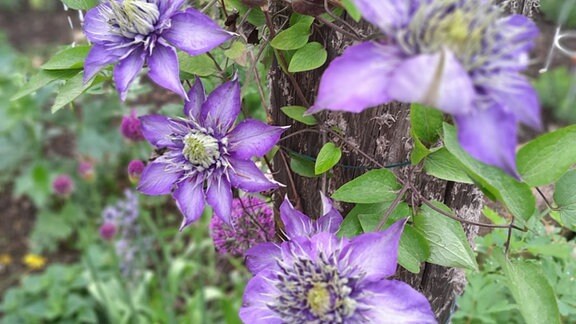Von Nicole aus Zeitz: Blütenzauber Clematis - in unserer Gartenschau blüht der Clematis wunderschön.