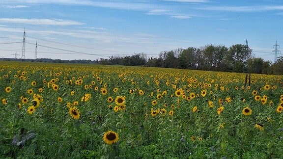 Feld mit Sonnenblumen