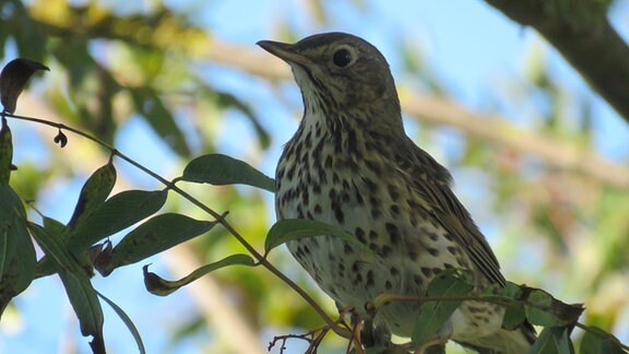 Ein Vogel im Ast