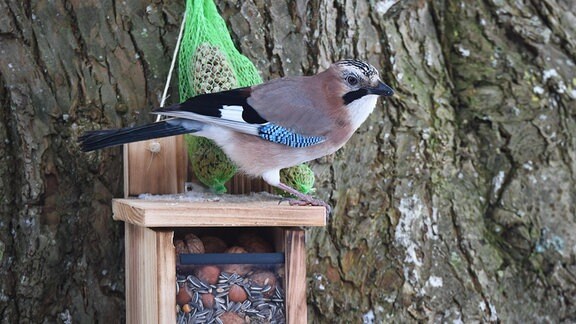 Eichelhäher (garrulus glandarius) sitzt auf Eichhörnchen-Futterhaus und frisst Erdnüsse