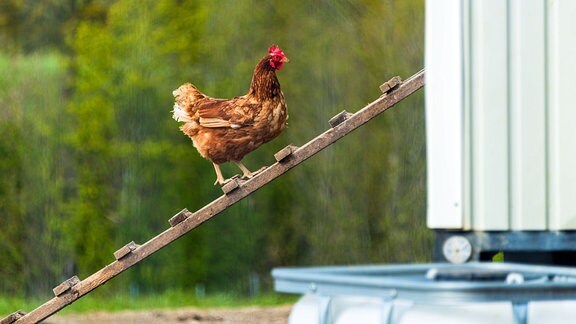 Ein Huhn auf der Hühnerleiter in den Hühnerstall gehend.