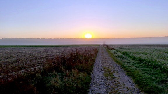 Ein Feldweg bei Sonnenaufgang im Nebel