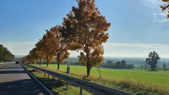 Bäume mit Herbstlaub am Straßenrand