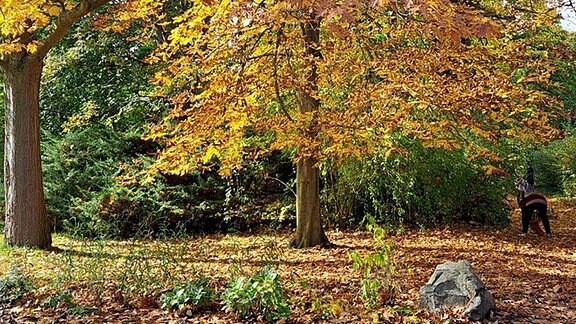 Parkbäume in herstlichem Farbenkleid