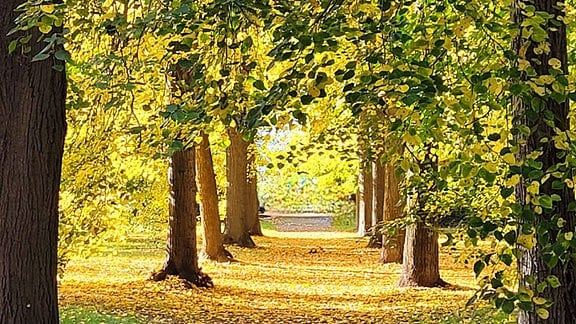 Alleebäume im herbstlich, bunten Farbenkleid