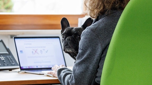 Ein Hund auf dem Schoß einer Frau im Büro.